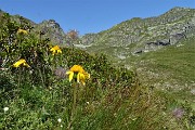 33 Arnica